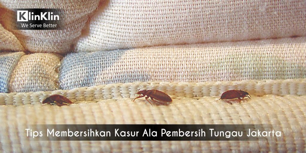 Pembersih Tungau Jakarta