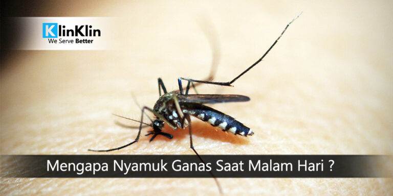 Mengapa Nyamuk Ganas Saat Malam Hari