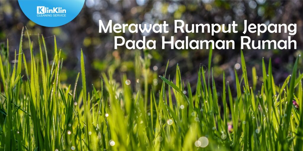 Merawat Rumput Jepang Pada Halaman Rumah.
