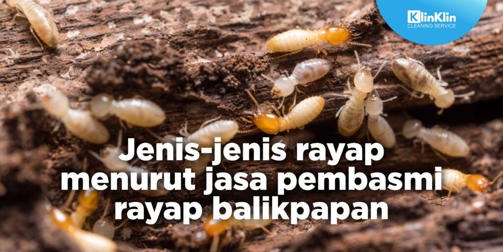 Jenis-jenis Rayap Menurut Jasa Pembasmi Rayap Balikpapan