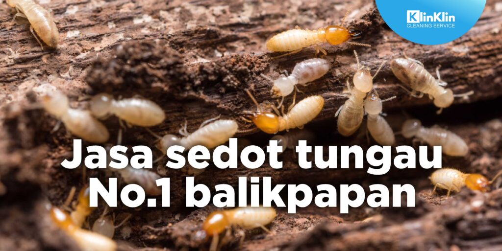 Jasa Sedot Tungau No.1 Balikpapan