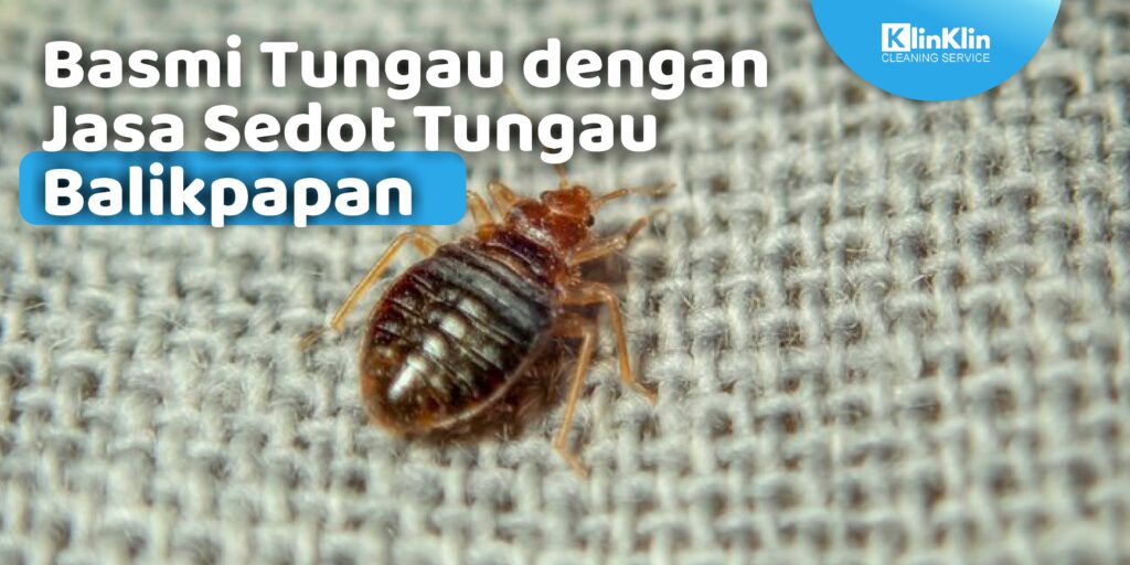 Jasa Sedot Tungau Balikpapan