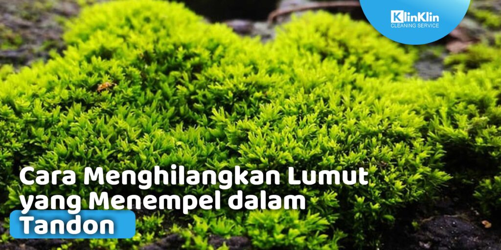 Cara Menghilangkan Lumut yang Menempel dalam Tandon