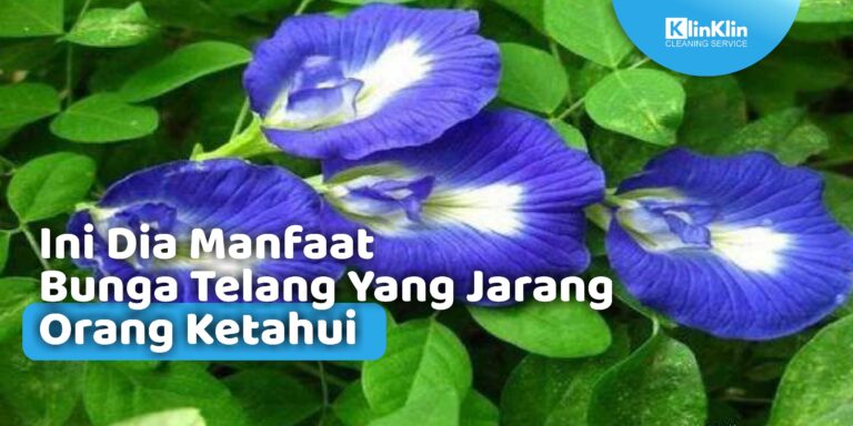 Manfaat Bunga Telang yang Jarang Orang Ketahui