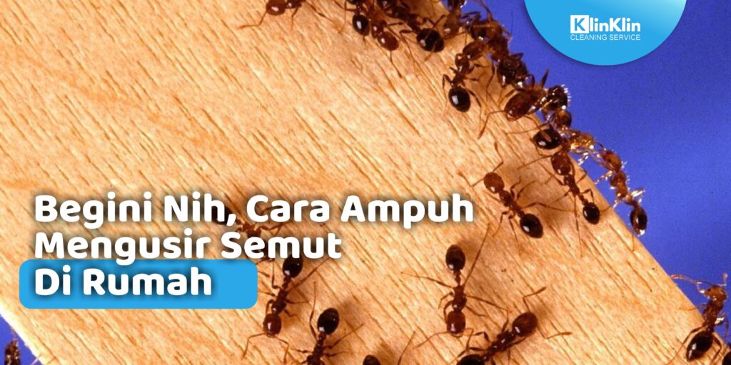 Cara Ampuh Mengusir Semut Di Rumah