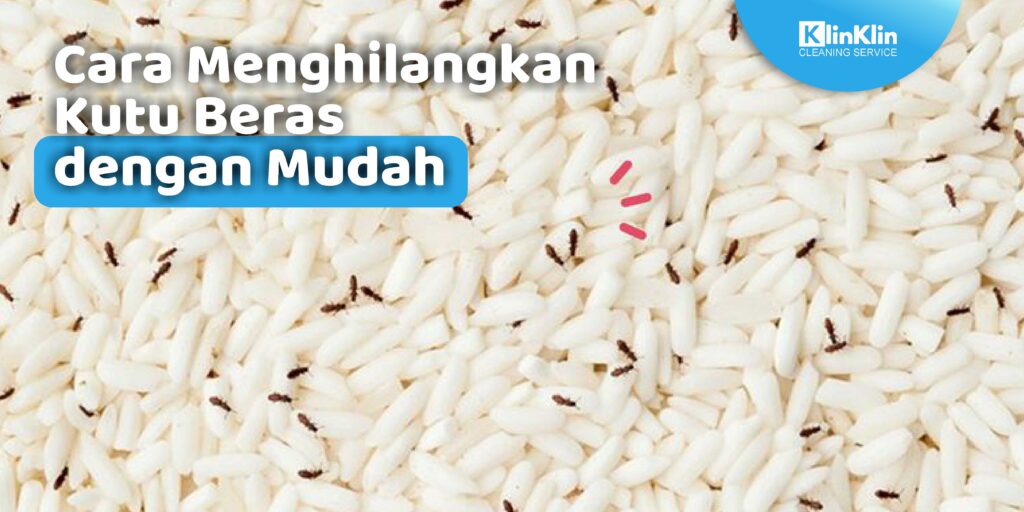 Cara Menghilangkan Kutu Beras dengan Mudah