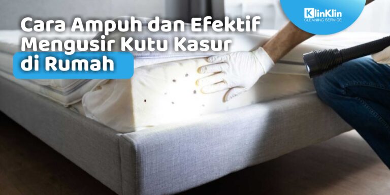 Cara Ampuh dan Efektif Mengusir Kutu Kasur di Rumah