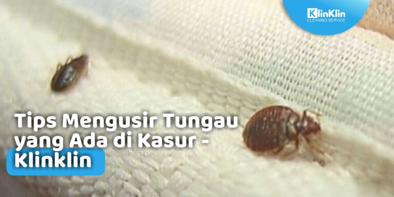 Tips Mengusir Tungau