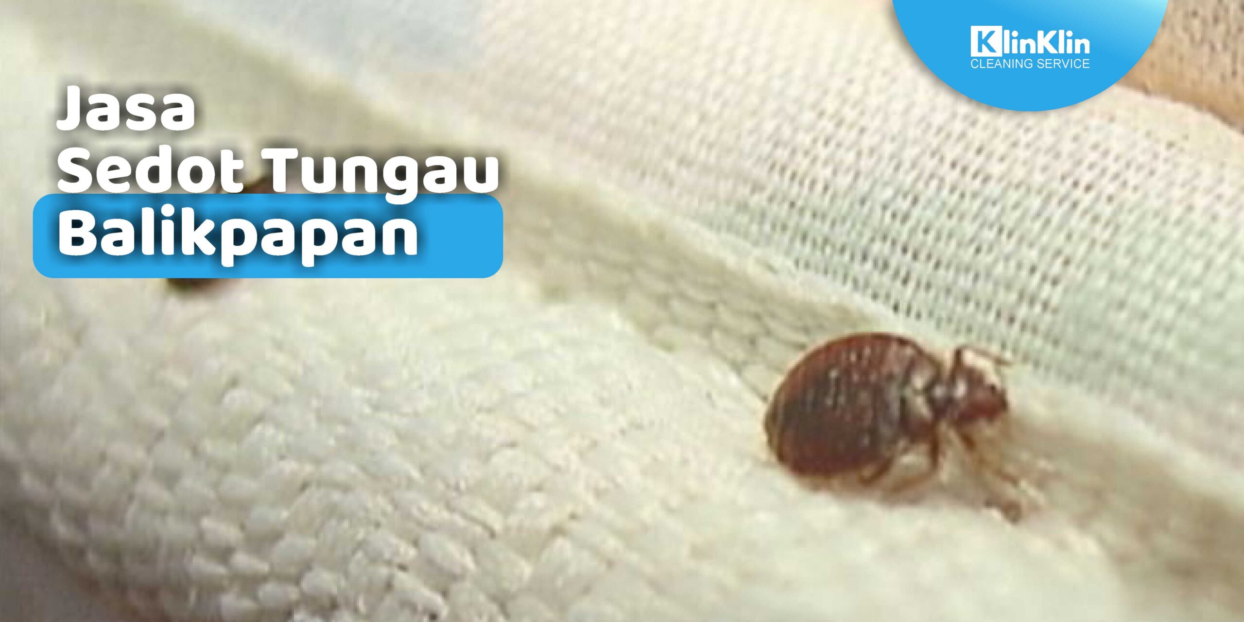 Jasa Sedot Tungau Balikpapan