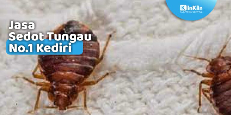 Jasa Sedot Tungau No.1 Kediri
