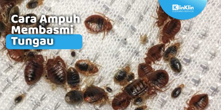 jasa sedot tungau Kediri