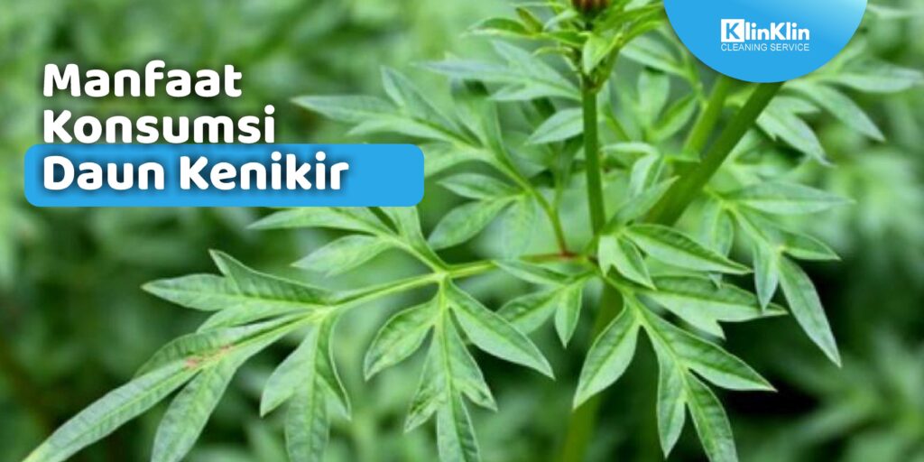 manfaat daun kenikir bagi kesehatan
