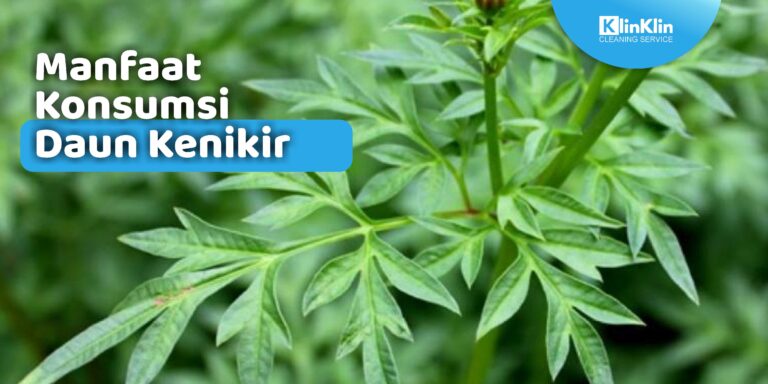manfaat daun kenikir bagi kesehatan
