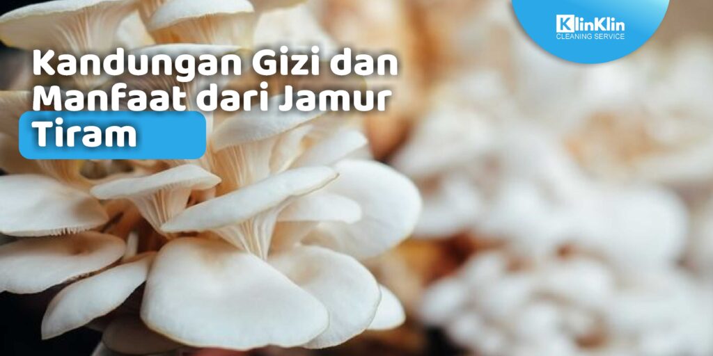 Kandungan Gizi dan Manfaat dari Jamur Tiram