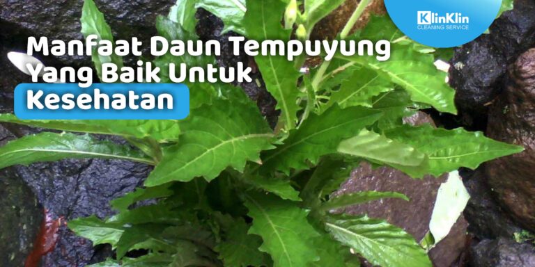 manfaat daun tempuyung