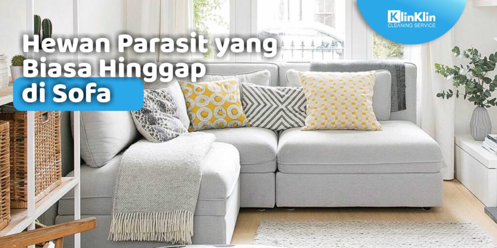 hewan parasit yang biasa hinggap di sofa