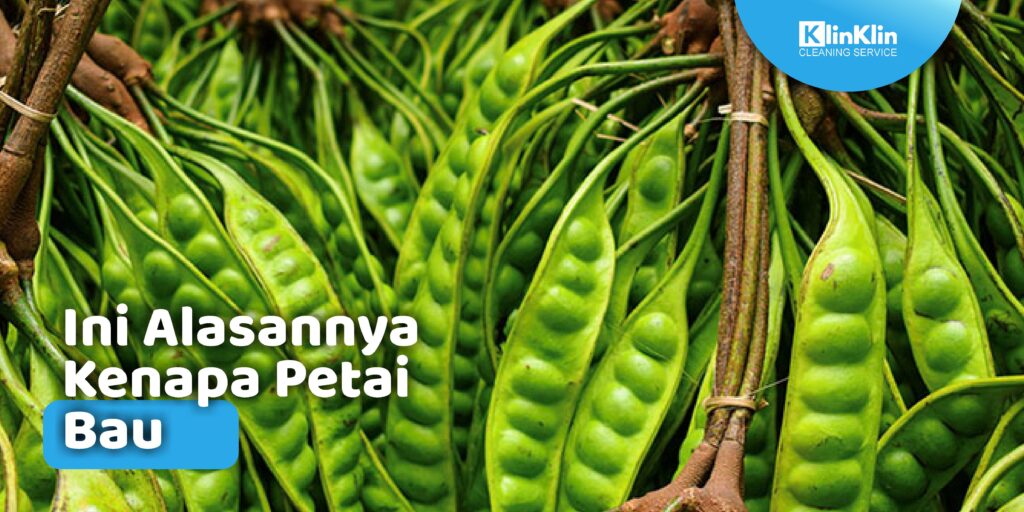 alasan kenapa petai bau