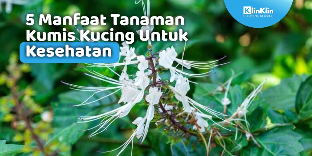 Manfaat Tanaman Kumis Kucing Untuk Kesehatan