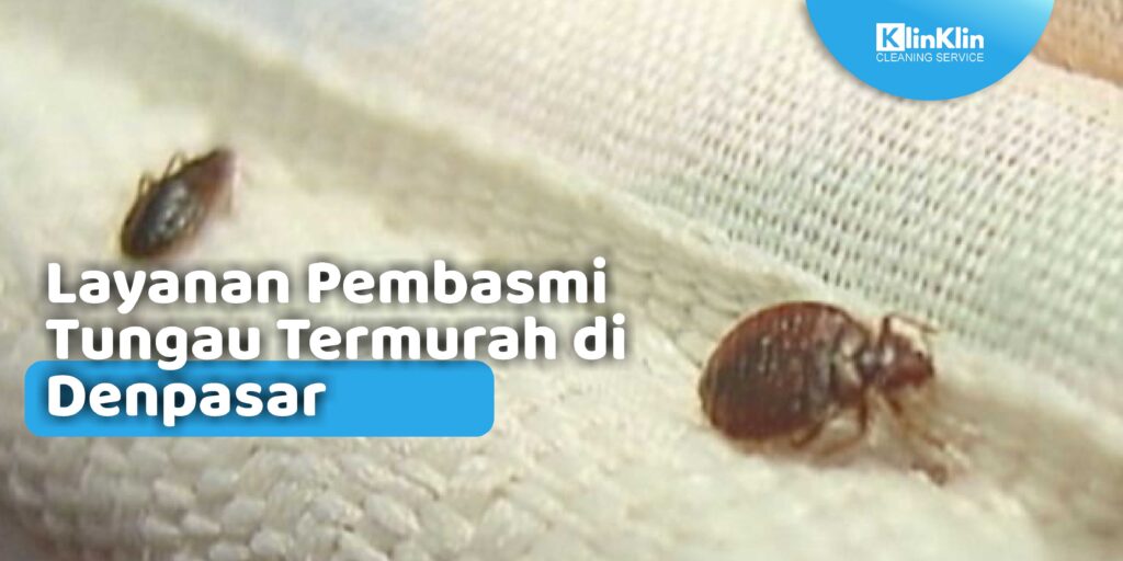 Layanan Pembasmi Tungau di Denpasar