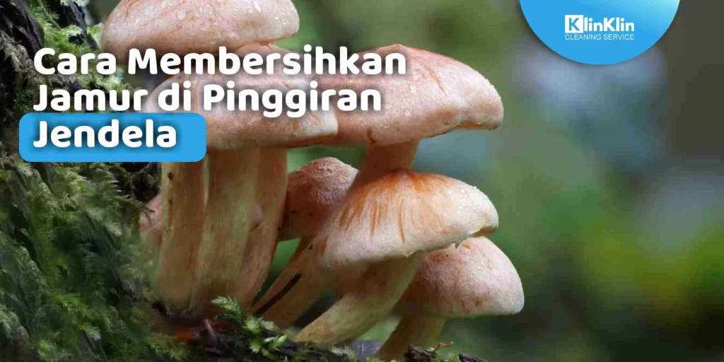 Cara Membersihkan Jamur di Pinggiran Jendela