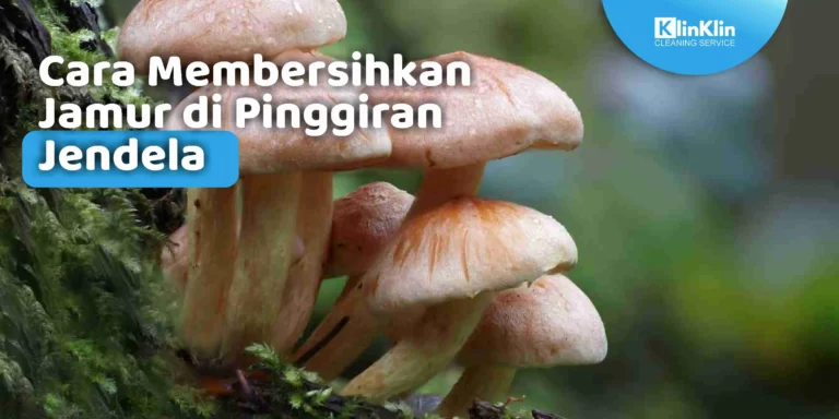 Cara Membersihkan Jamur di Pinggiran Jendela