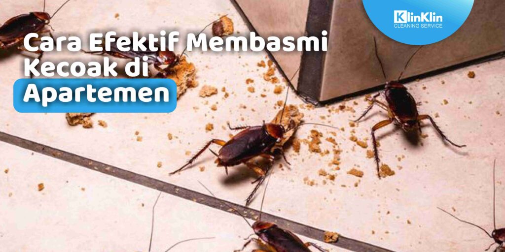 Cara Efektif Membasmi Kecoak
