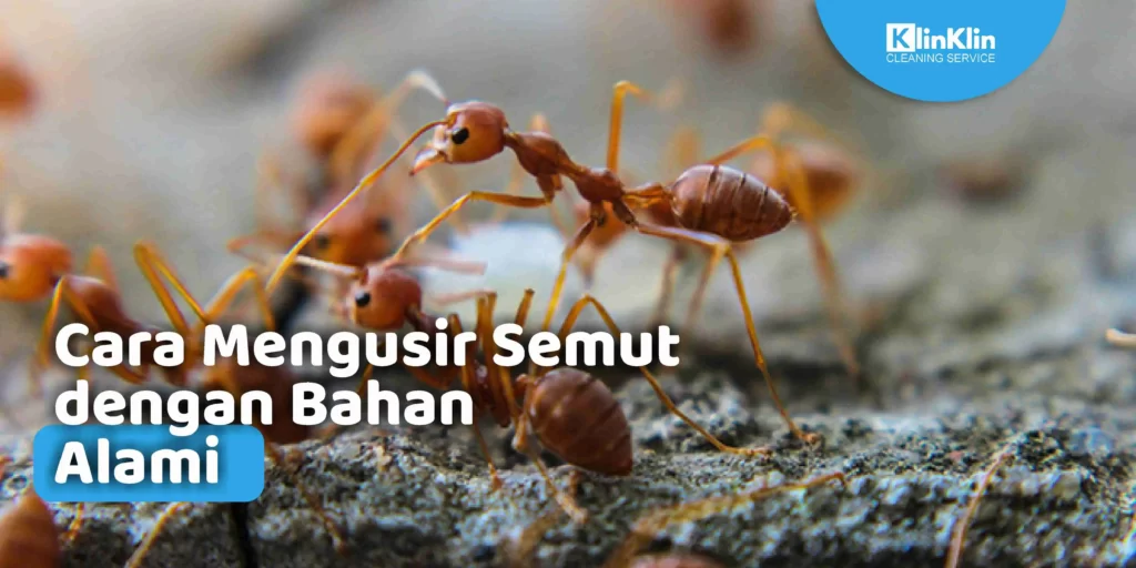Cara Mengusir Semut dengan Bahan Alami