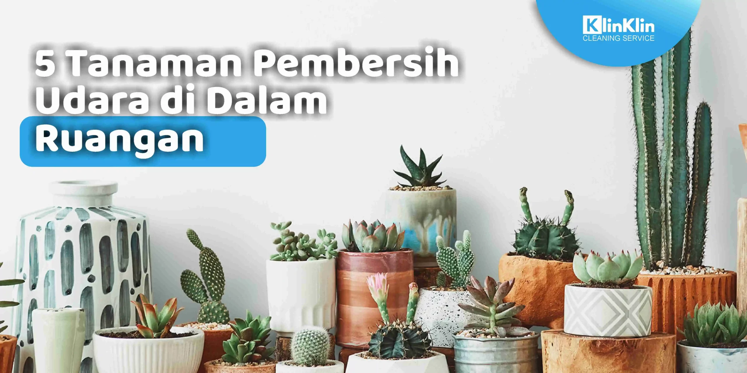 5 Tanaman Pembersih Udara di Dalam Ruangan
