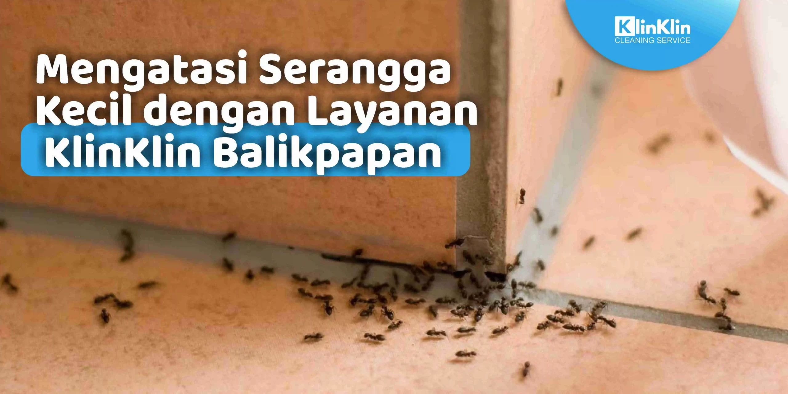Mengatasi Serangga Kecil dengan Layanan KlinKlin Balikpapan