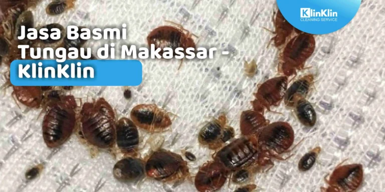 Jasa Basmi Tungau di Makassar
