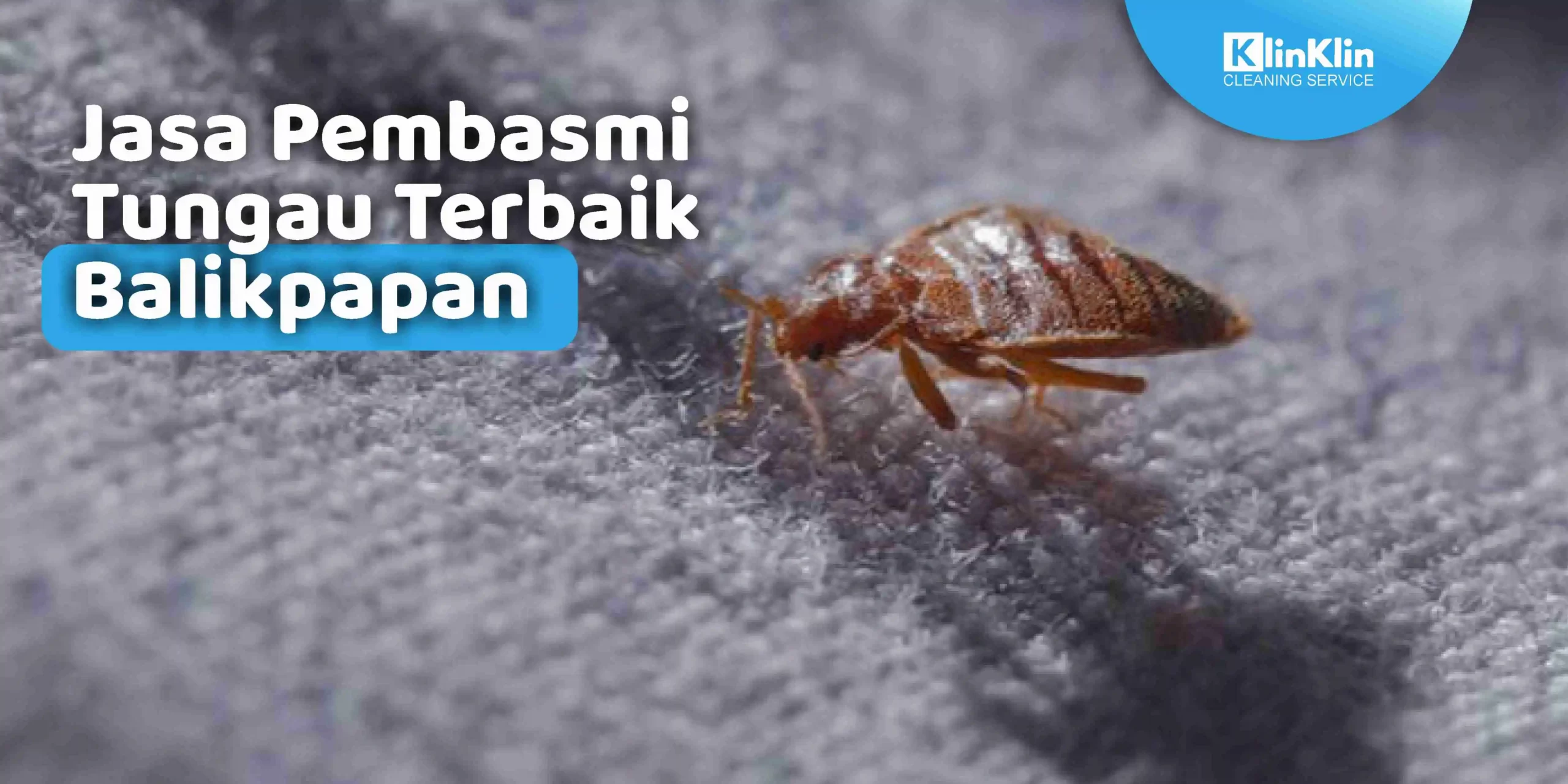 Jasa Pembasmi Tungau Terbaik Balikpapan