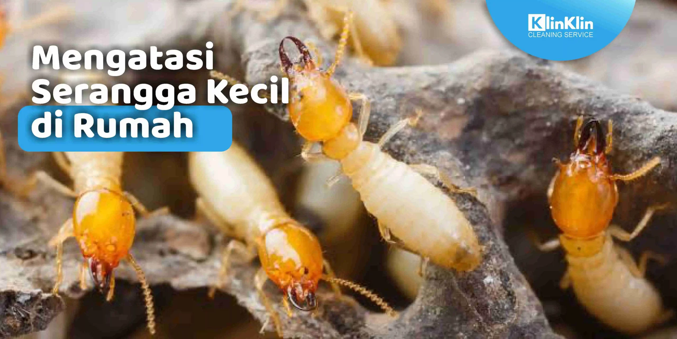 Mengatasi Serangga Kecil di Rumah
