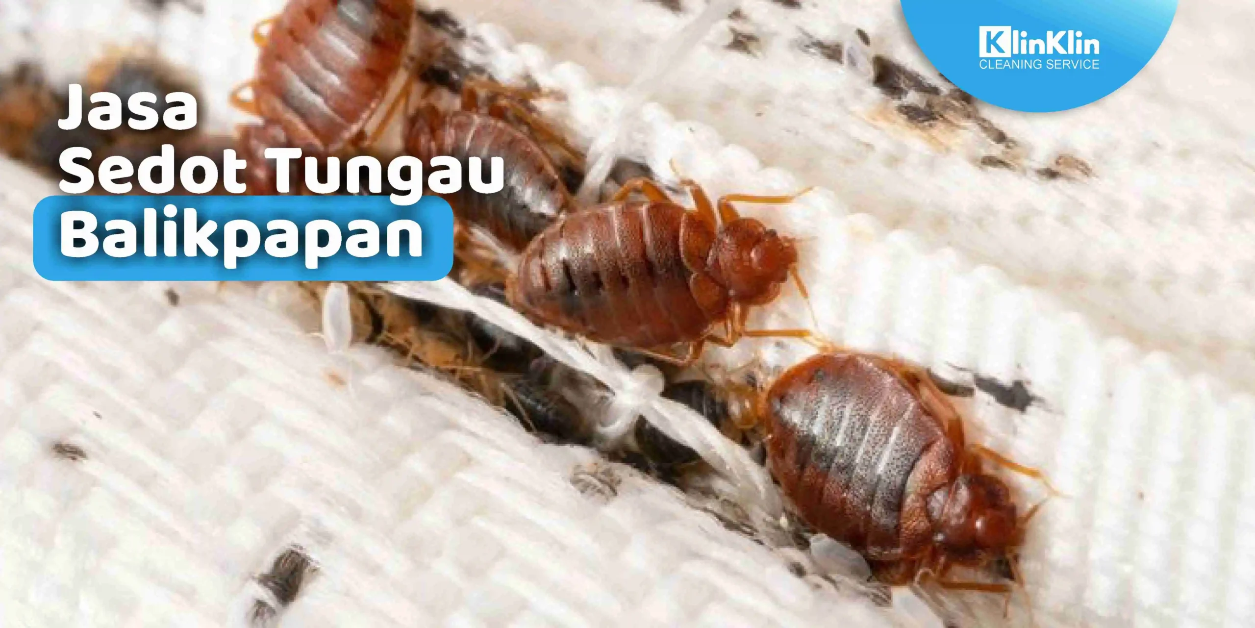 Jasa Sedot Tungau Balikpapan